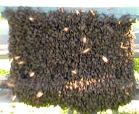image of lots of bees