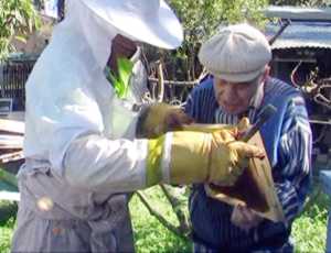 Old man with the bees